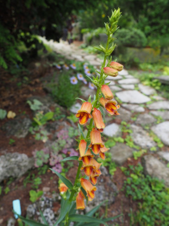 Digitalis obscura
